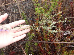 Sairocarpus nuttallianus