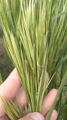 Andropogon glomeratus