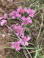 Palafoxia sphacelata