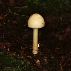 Amanita citrina