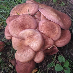 Tricholomopsis rutilans