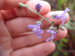 Sairocarpus nuttallianus