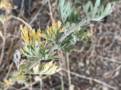 Artemisia absinthium
