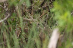 Odocoileus virginianus clavium