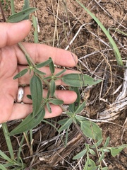 Palafoxia sphacelata