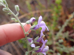 Sairocarpus nuttallianus