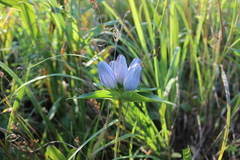 Gentiana × pallidocyanea