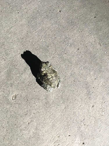 iNaturalist observation photo of Red-spotted Toad
