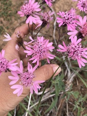 Palafoxia sphacelata