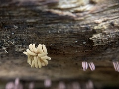 Arcyria obvelata