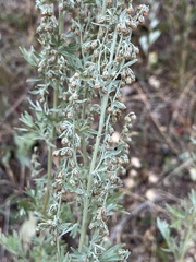 Artemisia absinthium