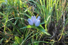 Gentiana × pallidocyanea