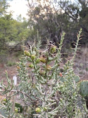 Cylindropuntia leptocaulis
