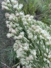 Baccharis neglecta