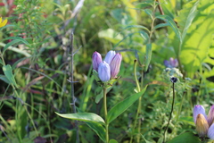 Gentiana × pallidocyanea