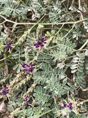 Dalea lanata