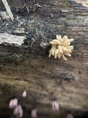 Arcyria obvelata