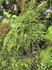 Plagiomnium cuspidatum