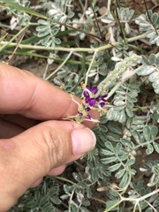 Dalea lanata