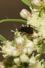 Braconinae