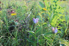Gentiana × pallidocyanea