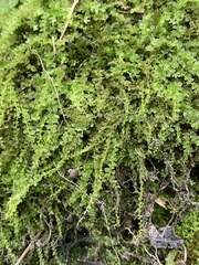 Plagiomnium cuspidatum