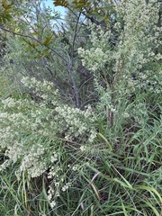 Baccharis neglecta