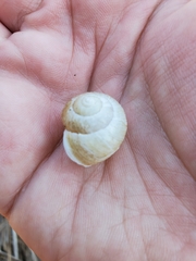 Gastropoda