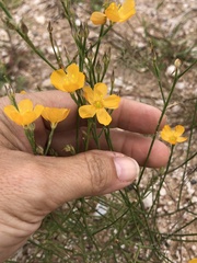Linum aristatum