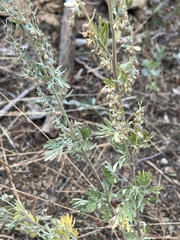Artemisia absinthium