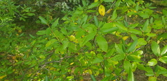 Rhododendron dauricum