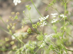 Pimpinella saxifraga