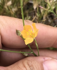 Linum aristatum
