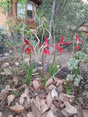 Sprekelia