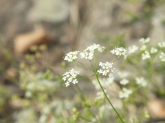 Pimpinella saxifraga