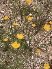 Linum aristatum