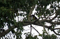 Pteroglossus castanotis