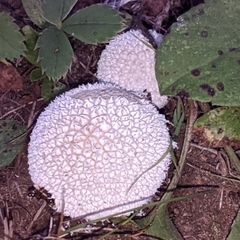 Lycoperdon marginatum