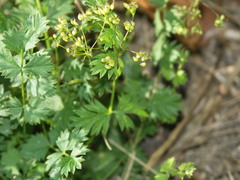 Pimpinella saxifraga