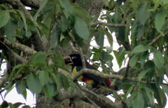 Pteroglossus castanotis