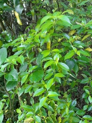 Geniostoma ligustrifolium