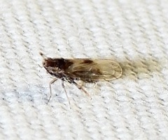 Pareuidella