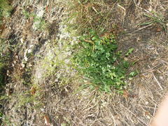 Pimpinella saxifraga