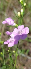 Agalinis heterophylla