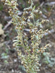 Artemisia absinthium