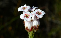 Erica ampullacea