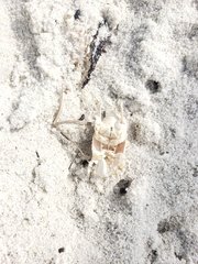 Emerita analoga
