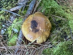 Tricholoma equestre