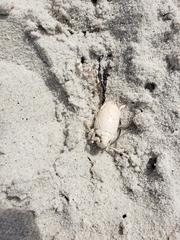 Emerita analoga