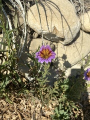 Salpiglossis